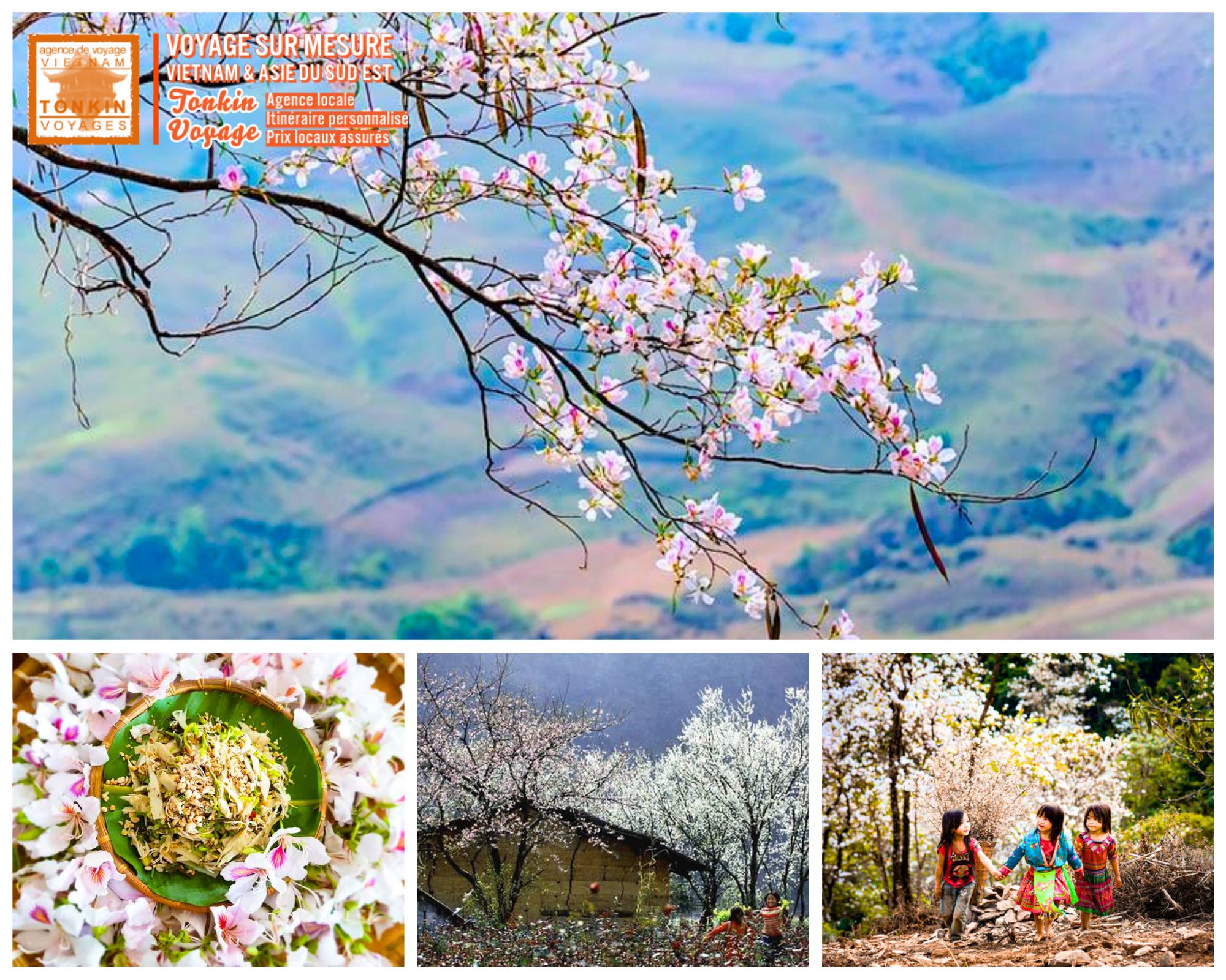 Les plus belles floraisons au Vietnam fleurs de Ban &agrave; Dien Bien Nord Vietnam